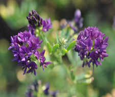 Alfalfa Copyright Buffalo Country Apiary
