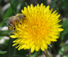 Dandelion Copyright Buffalo Country Apiary