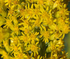 Goldenrod Copyright Buffalo Country Apiary