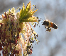 Boragee Copyright Buffalo Country Apiary