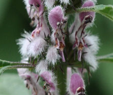 Motherwort Copyright Buffalo Country Apiary