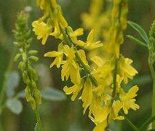 Sweet Clover Copyright Buffalo Country Apiary